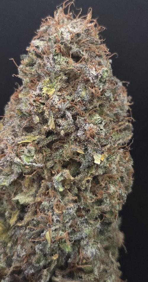 A.Moonrocks #3. Week 16
