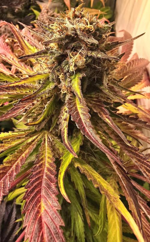 A.Moonrocks #3. Week 16