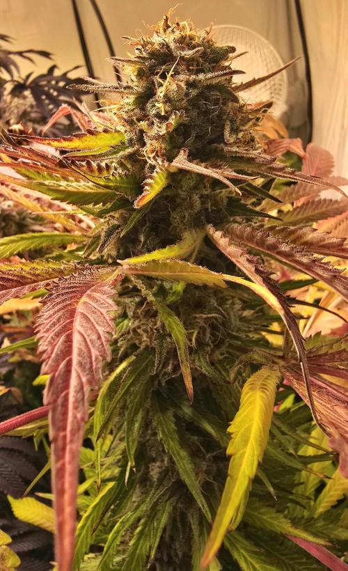Alien Moonrocks. Week 16