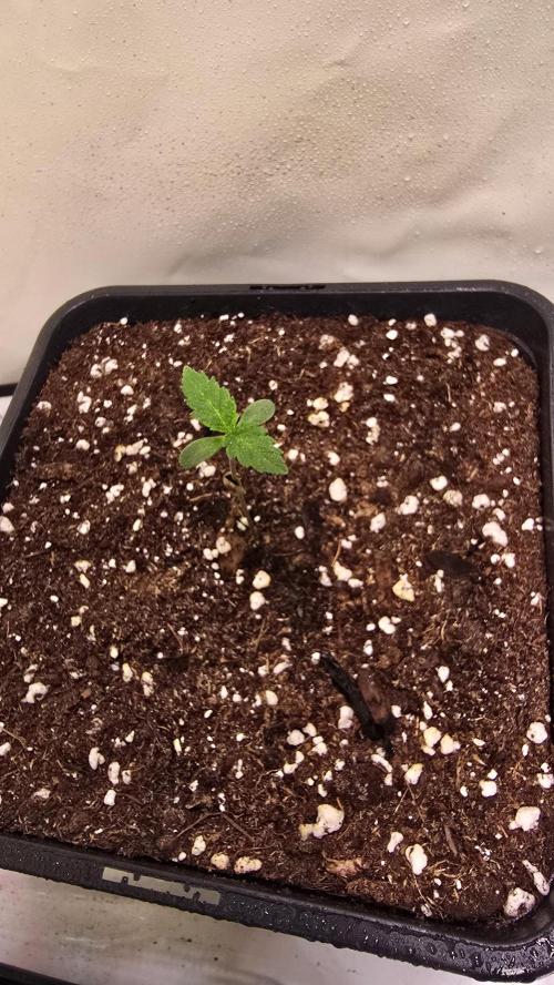Mandarin Cookies. Week 0