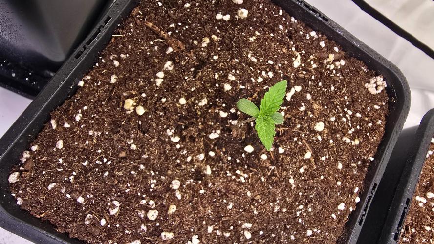 Purple Lemonade. Week 0