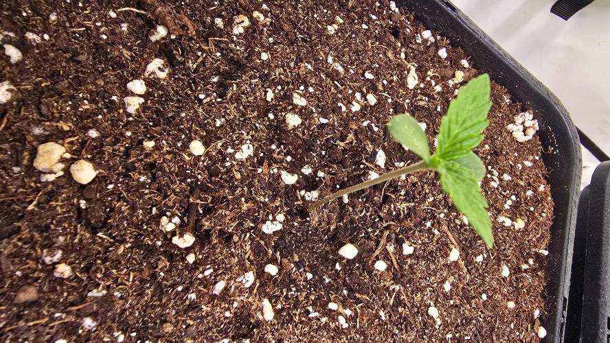 Purple Lemonade. Week 0