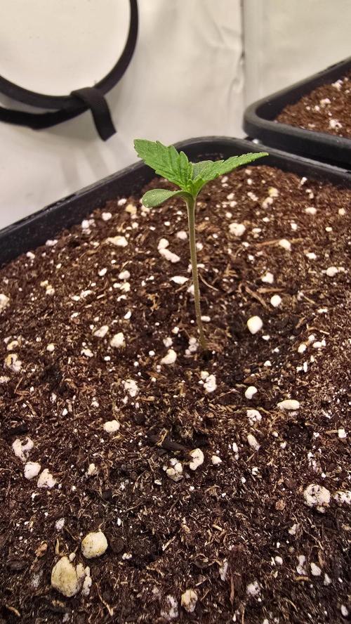 Purple Lemonade. Week 0