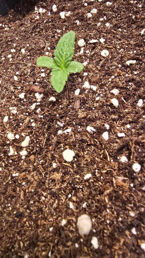 Black Cherry Punch. Week 0