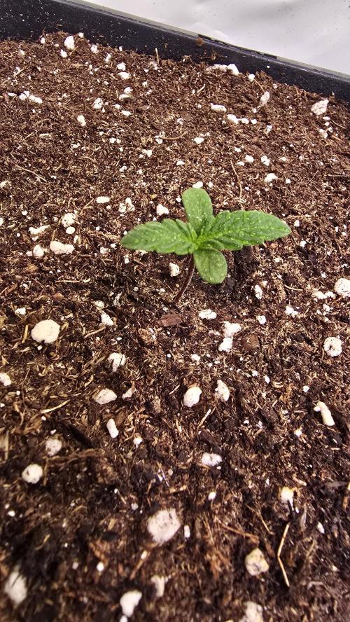 Black Cherry Punch. Week 0