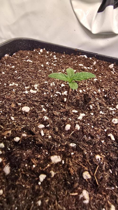 Black Cherry Punch. Week 0