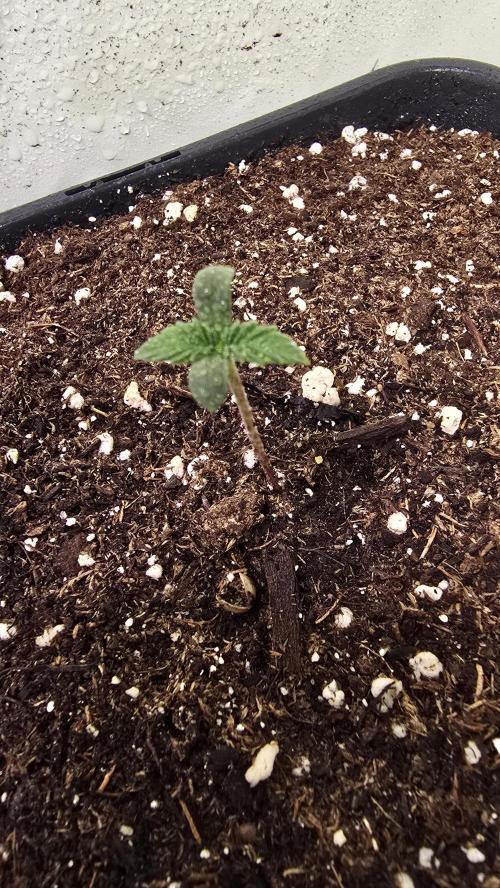 Dosimosa. Week 0