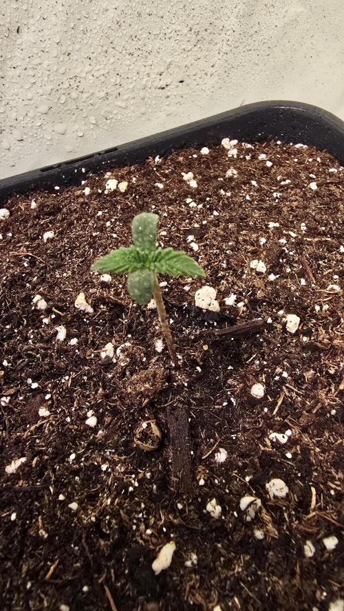 Dosimosa. Week 0
