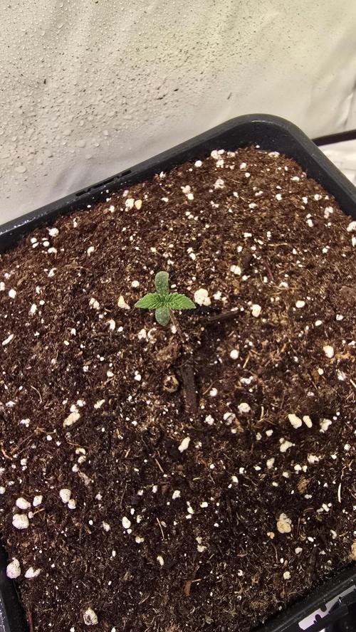 Dosimosa. Week 0