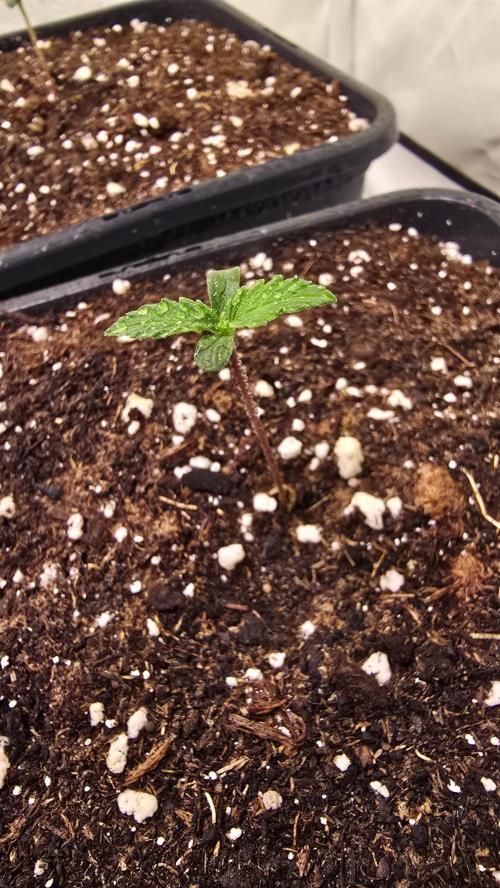 Papaya Jealousy. Week 0