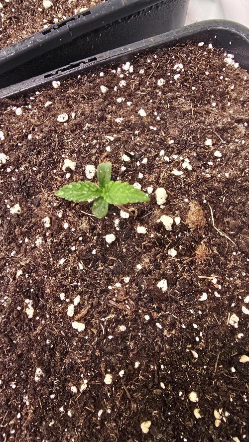 Papaya Jealousy. Week 0