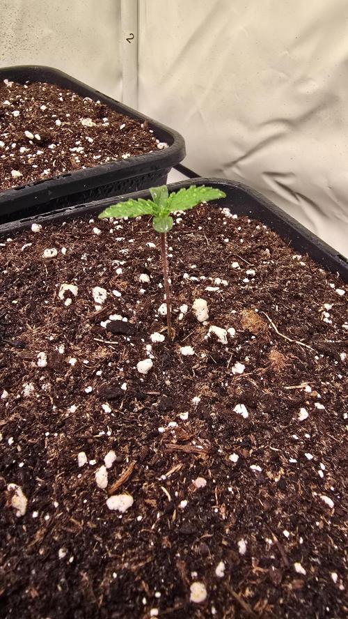 Papaya Jealousy. Week 0