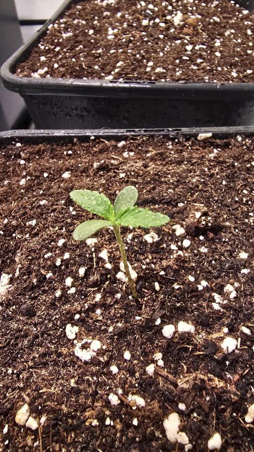 Sunset Peach. Week 0