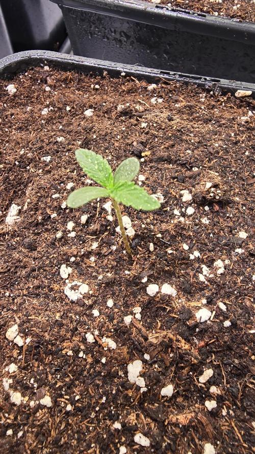 Sunset Peach. Week 0