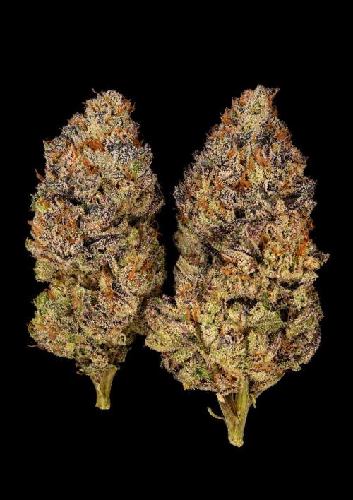 Guava Spritz. Week 16