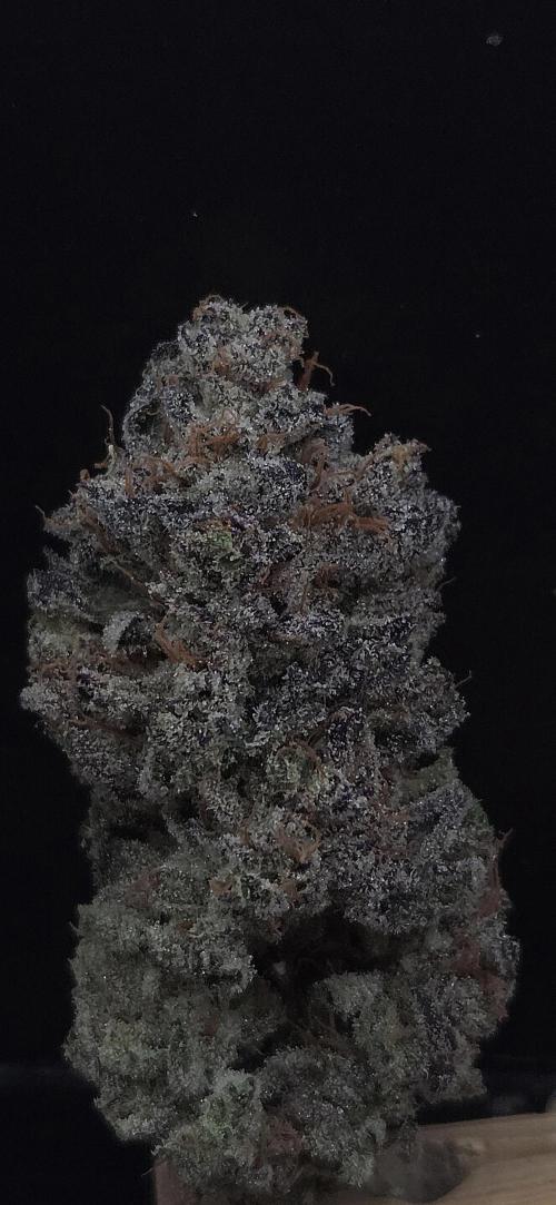 Guava Spritz. Week 16
