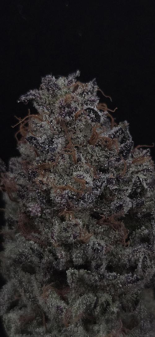 Guava Spritz. Week 16