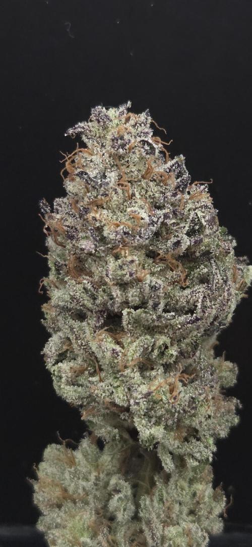 Guava Spritz. Week 16