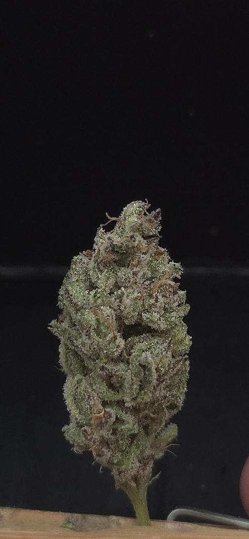 Guava Spritz. Week 16