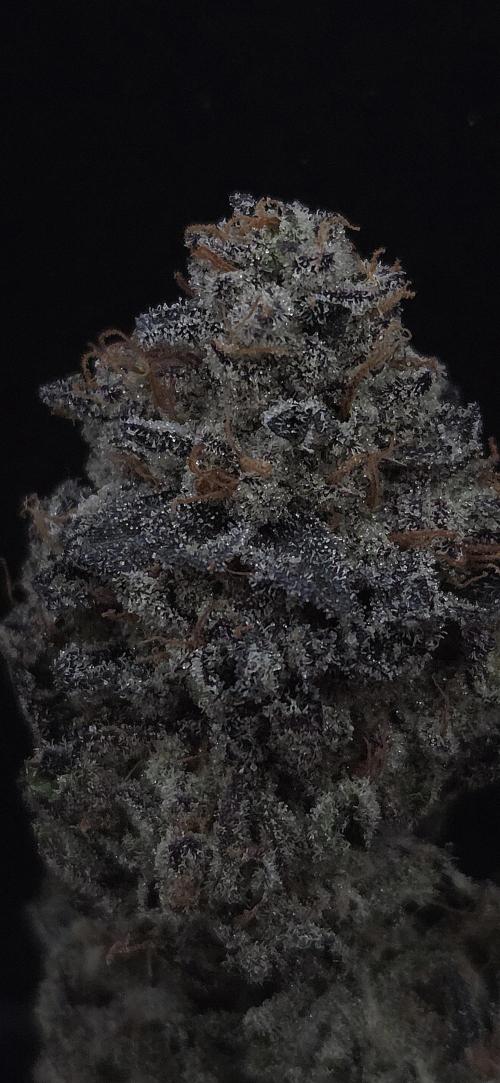 Guava Spritz. Week 16