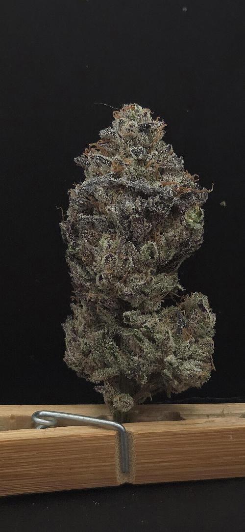 Guava Spritz. Week 16