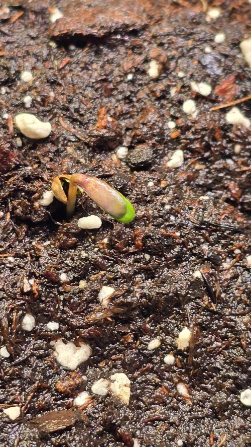 Ztrawberry. Week 0