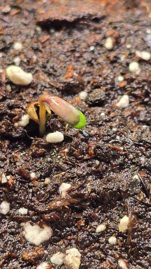 Ztrawberry. Week 0