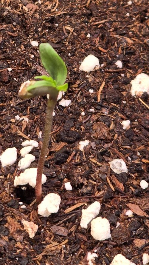 Honey Dipper. Week 0