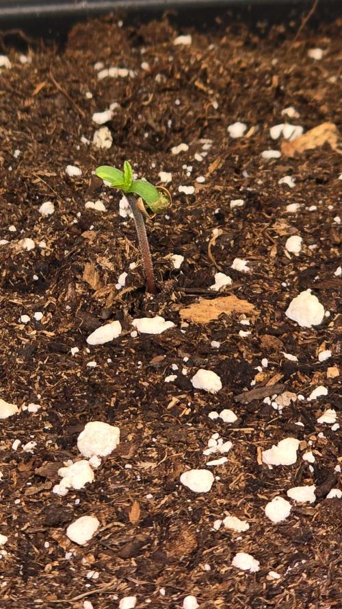 Clementine Slush. Week 0
