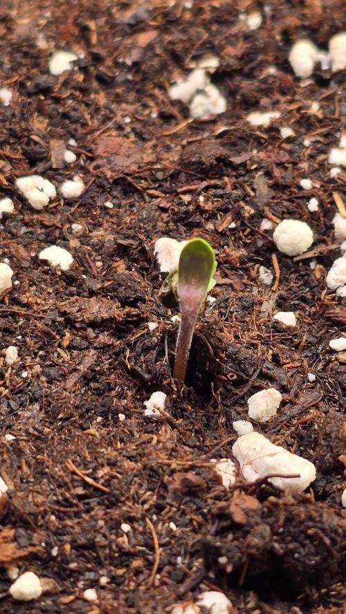 Mexican Sativa. Week 0