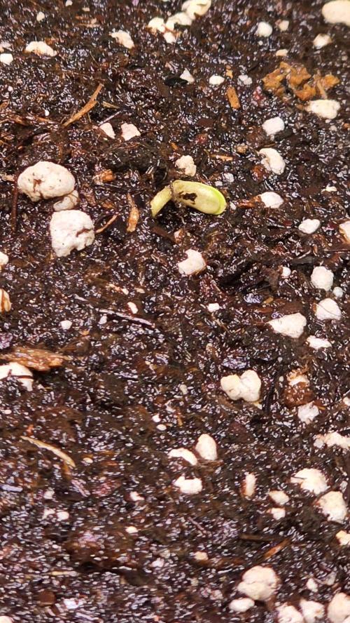 Banana Brawler. Week 0