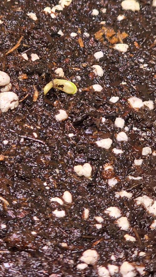 Banana Brawler. Week 0