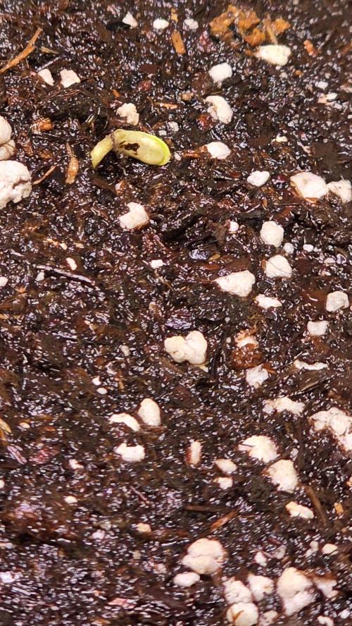Banana Brawler. Week 0