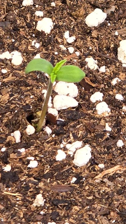 Shiska Lemonade. Week 0