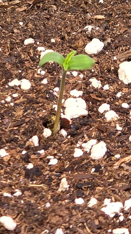Shiska Lemonade. Week 0