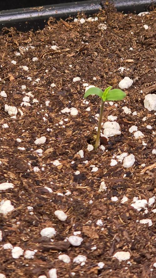 Shiska Lemonade. Week 0