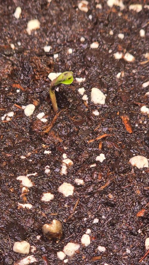 Melonade K. Week 0