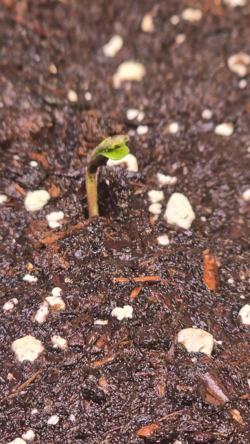 Melonade K. Week 0