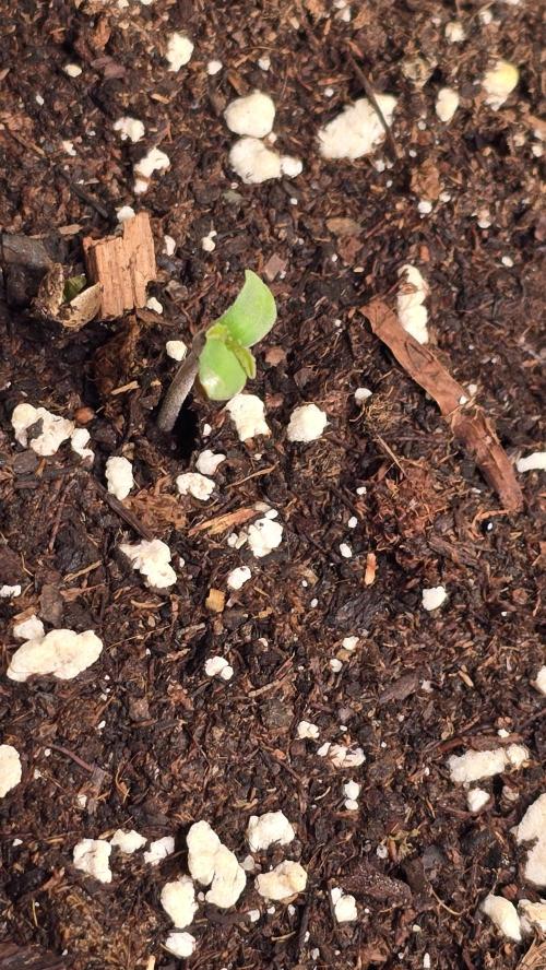 Orange Biscuite. Week 0