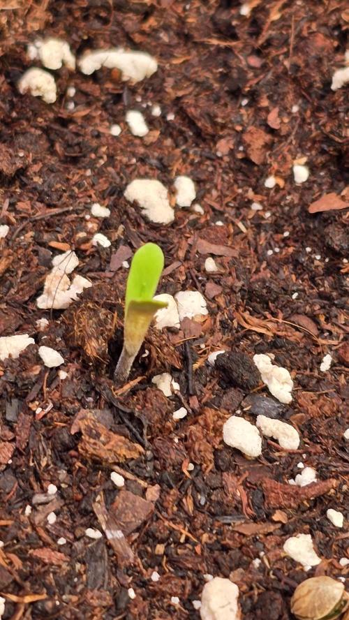Karibean Mango. Week 0