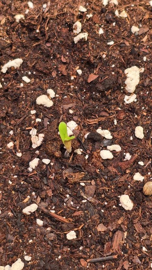 Ambient Q120+. Week 0