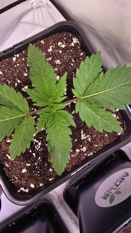 Mandarin Cookies. Week 1