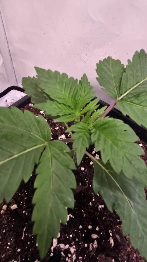 Mandarin Cookies. Week 1