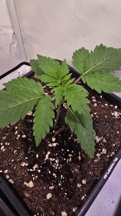 Mandarin Cookies. Week 1