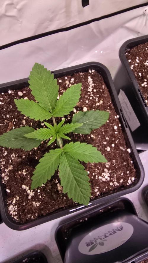 Purple Lemonade. Week 1