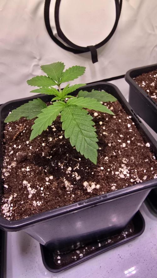 Purple Lemonade. Week 1