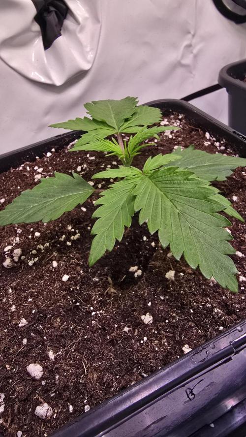 Black Cherry Punch. Week 1