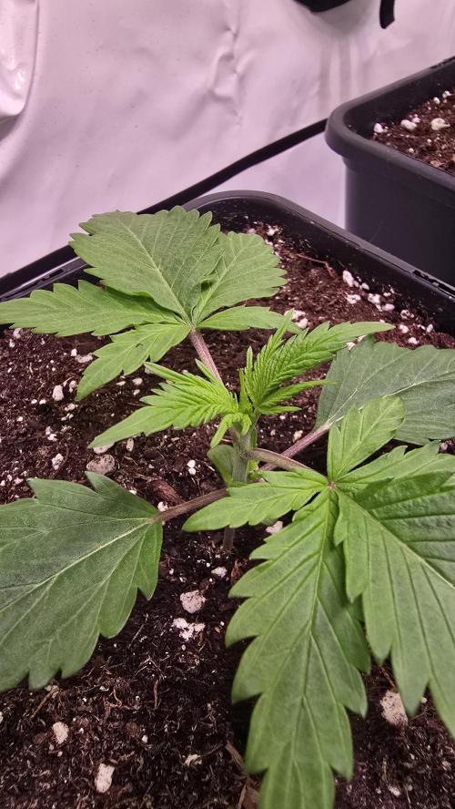Black Cherry Punch. Week 1