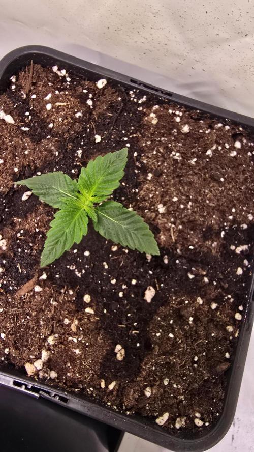 Dosimosa. Week 1