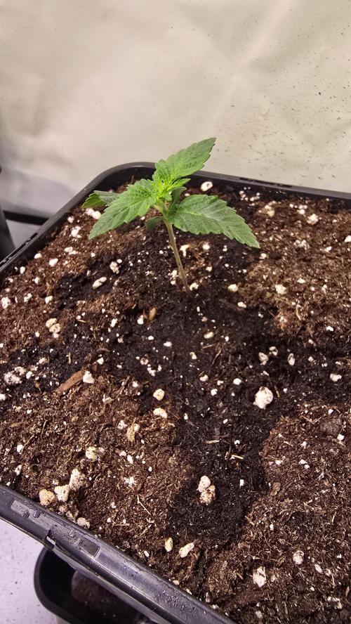 Dosimosa. Week 1